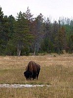 Yellowstone (61).JPG